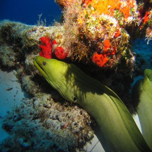 Green moray eel in the reef, Cozumel