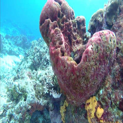 Vase sponge on a Caribbean reef
