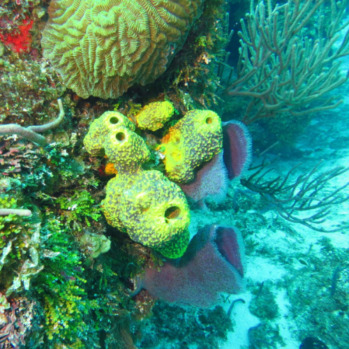 Yellow tube sponges and brain coral, Cozumel