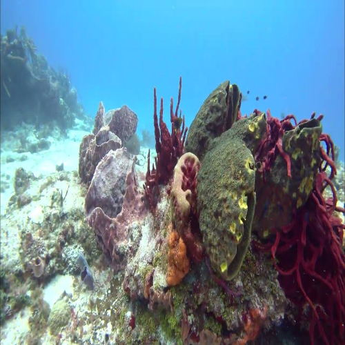 Sponges and sea rods on the reef, Cozumel