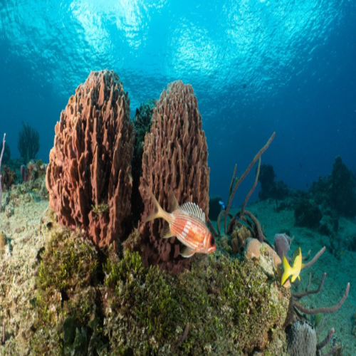 Barrel sponges with squirrelfish, Cozumel