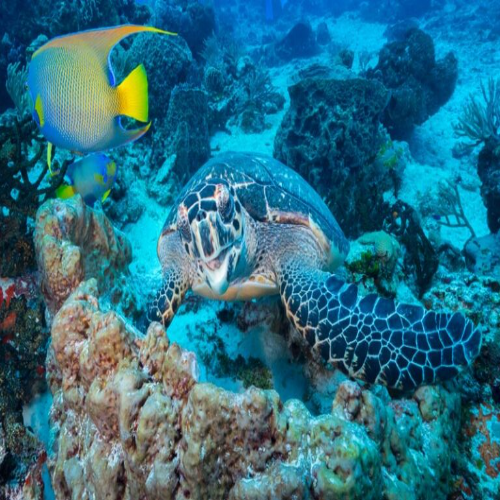Hawksbill turtle with queen angelfish, Cozumel