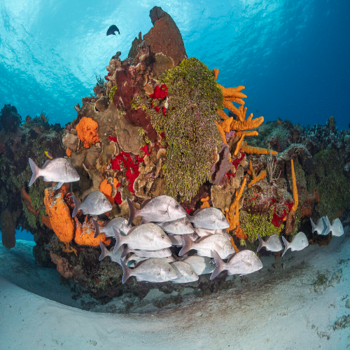 Schooling grunts under a coral head, Cozumel