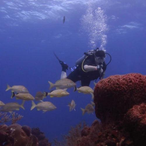 Yucab Reef Cozumel Dive Site dive site in Cozumel, Mexico — underwater reef photo